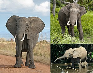 Kolaĝo de pluekzistantaj elefantaj specioj. De supre maldekstre dekstren: la afrika arbustelefanto (Loxodonta africana), la azia elefanto (Elephas maximus) kaj la afrika arbarelefanto (Loxodonta cyclotis).