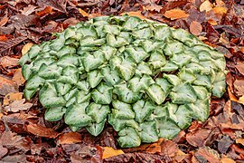 Cyclamen hederifolium ‘Silver Cloud’ faisant cercle dans les feuilles d'automne.