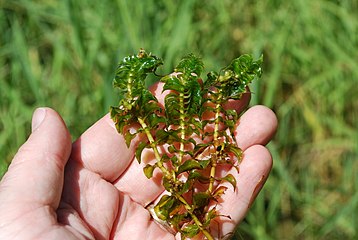 Potamot dense (Groenlandia densa)