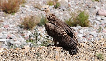 Gyps himalayensis