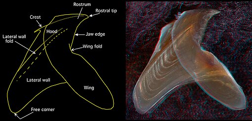 Side view of the lower beak of Chiroteuthis picteti (3.6 mm LRL, 160 mm ML (estimate))[1] 3D red cyan glasses are recommended to view this image correctly.