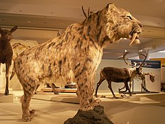 Remiantis kaulų struktūra, Vengrijos gamtos istorijos muziejuje (Magyar Természettudományi Múzeum) atkurtas kaip atrodė Smilodon populator.