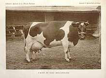 Photo noire et blanc d'une vache pie noir en stabulation libre. Elle a une allure massive avec un tronc cylindrique sur des pattes courtes et fines. La mamelle est volumineuse.