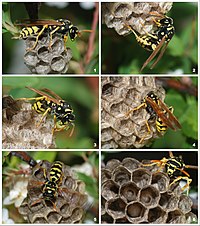 Polistes dominula yeni bir koloni kurarken.