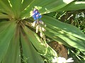 Tassel Hyacinth (καλογήρια)