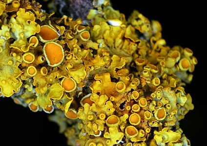 Xanthoria parietina (Common Orange Lichen)