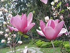 紫玉蘭(辛夷) Magnolia liliflora -香港動植物公園 Hong Kong Botanical Garden- (9198148631).jpg