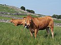 * Nomination Cattle in Swaledale --Kreuzschnabel 17:36, 24 December 2013 (UTC) * Promotion Good quality. --NorbertNagel 08:52, 25 December 2013 (UTC)