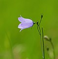 5045 Grong Blåklokke Campanula rotundifolia