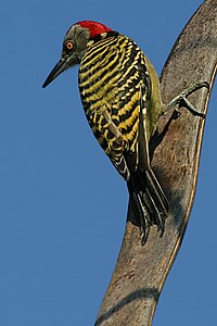 Hispaniolan Woodpecker Мод тоншиж буй чимээⓘ