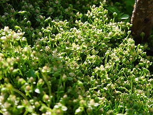 Almindelig firling (Sagina procumbens)