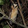 Buff-fronted owl