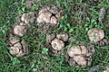 Agaricus subperonatus