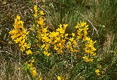 Description de l'image Cytisus procumbens 2.jpg.