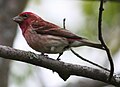 Purple finch