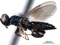 Chalcedectus hyalinipennis