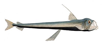 Chauliodus sloani.