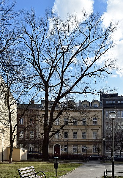 File:European oak (Quercus robur L.), Sikorskiego square, Kraków, Poland.jpg