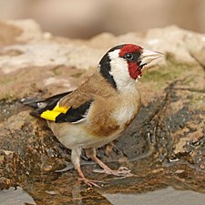 C. c. parva Algeria