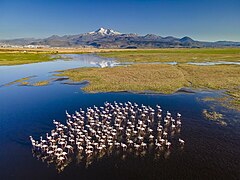 Flamingos in Hörmetci reeds