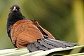 Greater coucal