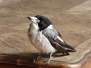 Juvenile Grey Butcherbird photographed at Springbrook