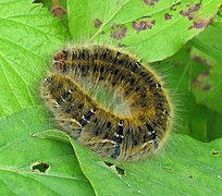 Caterpillar