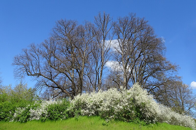 File:Lindengruppe am Galgen in Eschwege (1).jpg