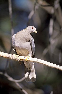 Sávosfarkú galamb (Patagioenas fasciata)