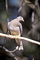 Band-tailed pigeon