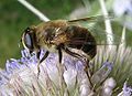 pestřenka trubcová Eristalis tenax