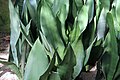 Sansevieria trifasciata 'Moonshine'