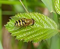 female