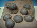 Clutch of round eggs named Oolithes spheroides, Location: Senckenberg-Museum, Frankfurt am Main