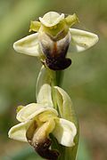 Ophrys pallida