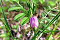 Vicia sativa