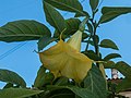 Brugmansia, Nafpaktos, sjeverna Grčka