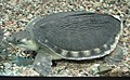 Labi-labi Hidung Babi (Carettochelys insculpta)