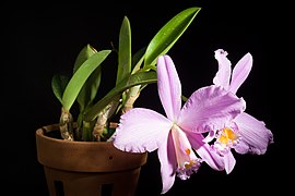 Cattleya jongheana (Rchb.f.) Van den Berg, Neodiversity 3 8 (2008) (49761078622).jpg