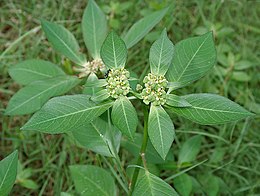 Euphorbia heterophylla