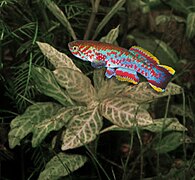 Blue lyretail is a species of semi-annual killifish I used to breed: here a male specimen in one of my aquaria.