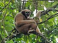 * Nomination: Wild female Western Hoolock gibbon (Hoolock hoolock), West Garo Hills, Meghalaya --Tagooty 00:39, 26 October 2024 (UTC) * * Review needed