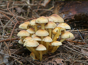 Sulphur tuft mushroom