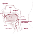 ◣vectorize◢ 22:18, 26 April 2020 — Head/neck diagram in Danish language SVG