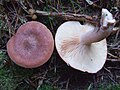 Ryzec ryšavý (Lactarius rufus)