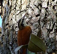 Lepidocolaptes angustirostris - on tree-4.jpg