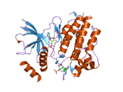 2ivt: CRYSTAL STRUCTURE OF PHOSPHORYLATED RET TYROSINE KINASE DOMAIN