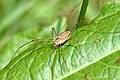 A harvestman (Rilaena triangularis)