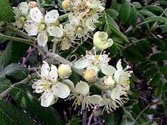 Fleurs de cormier