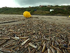 Mesheften op strand